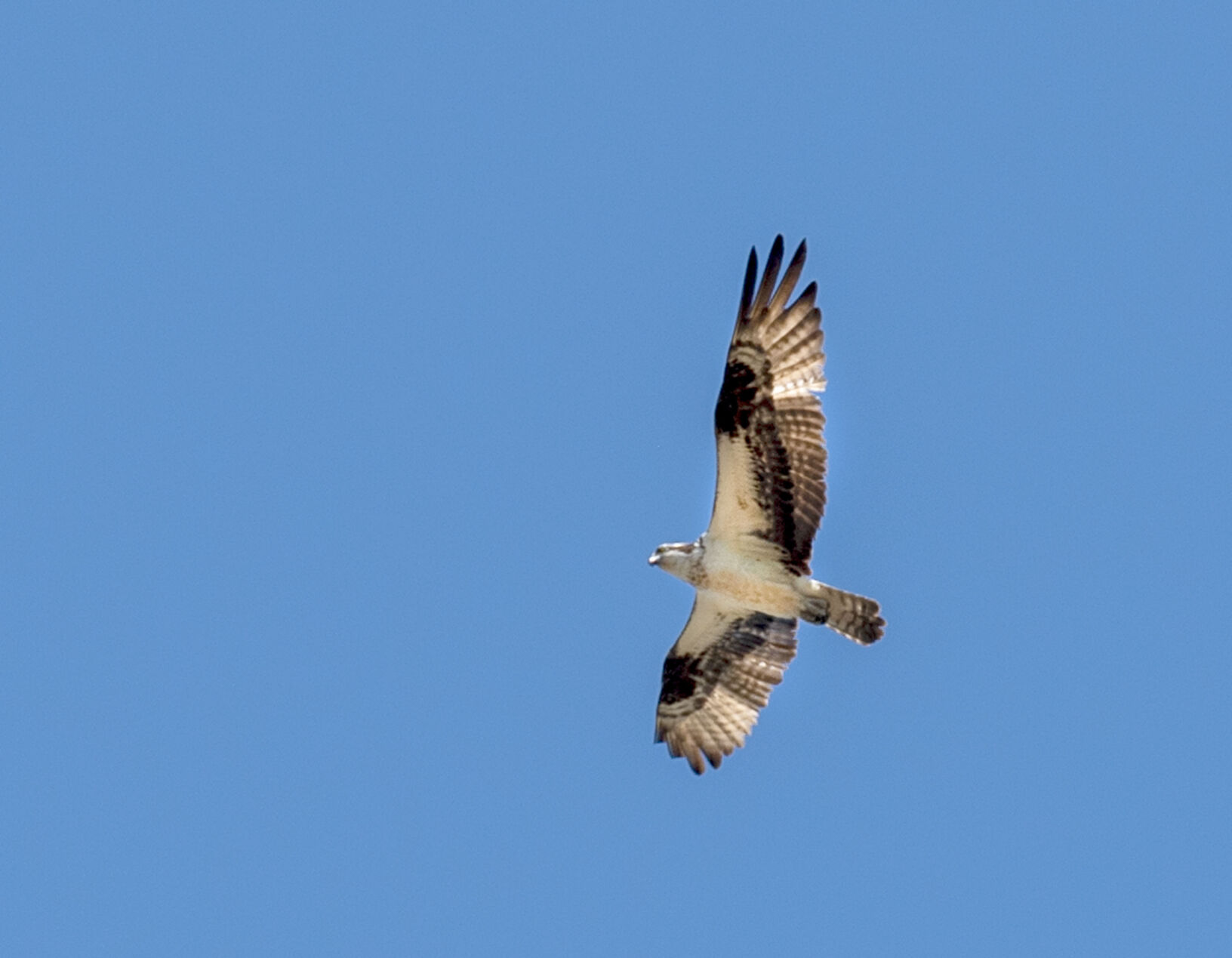 Osprey Hawk